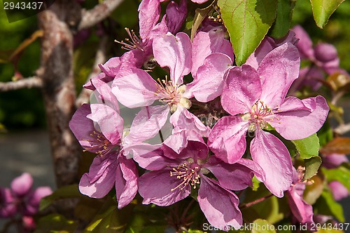 Image of Pink flowers spring crabapple.