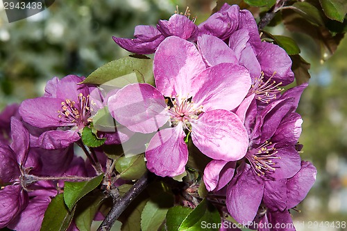 Image of Pink flowers spring crabapple.
