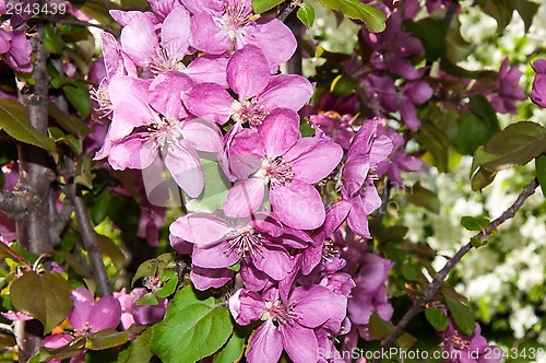 Image of Pink flowers spring crabapple.