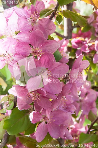 Image of Pink flowers spring crabapple.