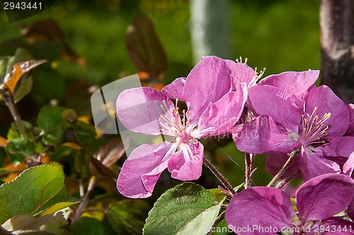 Image of Pink flowers spring crabapple.