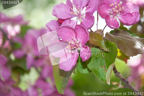 Image of Pink flowers spring crabapple.