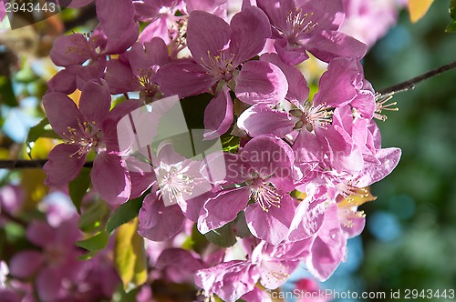 Image of Pink flowers spring crabapple.