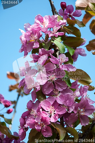 Image of Pink flowers spring crabapple.