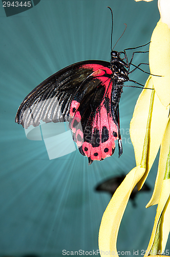 Image of Butterfly Purple Rose or Pachliopta kotzebuea