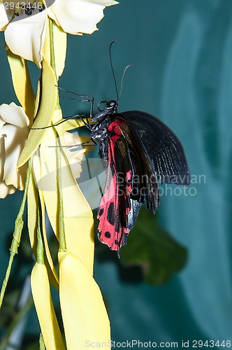 Image of Butterfly Purple Rose or Pachliopta kotzebuea