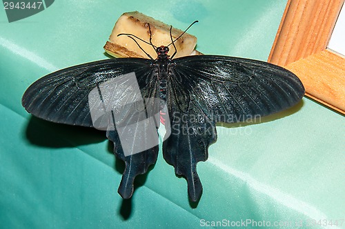 Image of Butterfly Purple Rose or Pachliopta kotzebuea