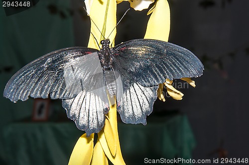 Image of Butterfly Purple Rose or Pachliopta kotzebuea