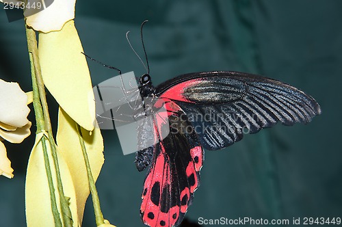 Image of Butterfly Purple Rose or Pachliopta kotzebuea