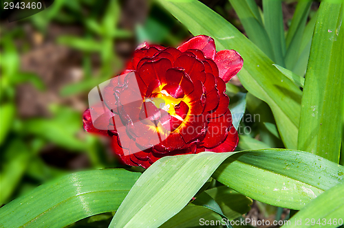 Image of Flower of Tulip
