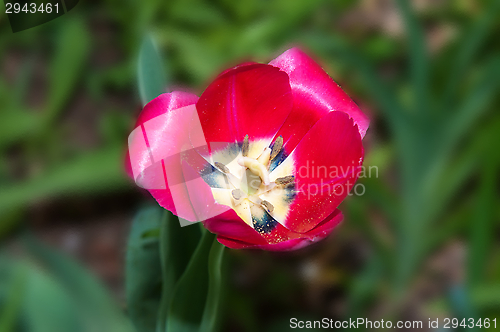 Image of Flower of Tulip