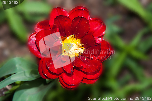 Image of Flower of Tulip