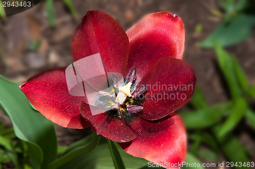 Image of Flower of Tulip