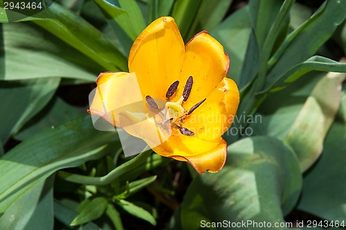 Image of Flower of Tulip