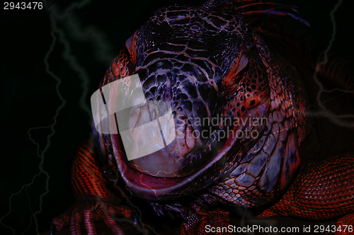 Image of Red iguana,