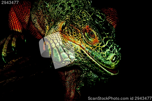 Image of Red iguana,