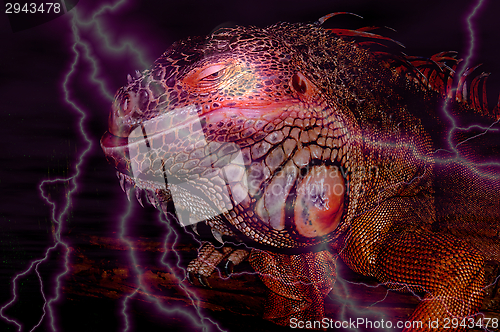 Image of Red iguana,