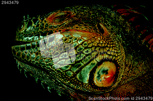 Image of Red iguana,