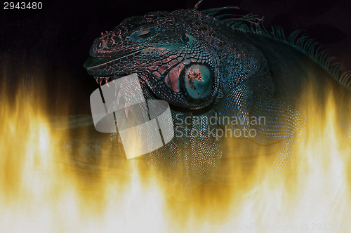 Image of Red iguana,