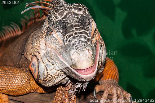 Image of Red iguana