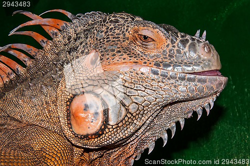 Image of Red iguana