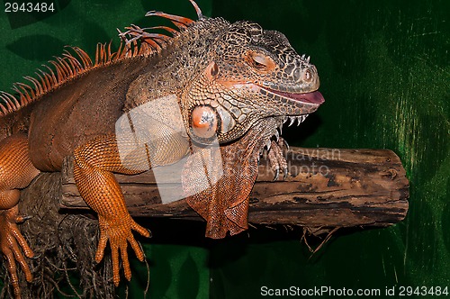 Image of Red iguana