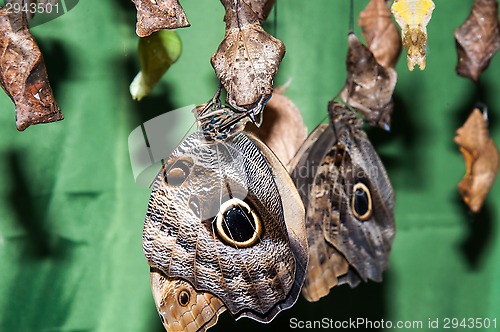 Image of Transformation of the chrysalis to Butterfly sailboat