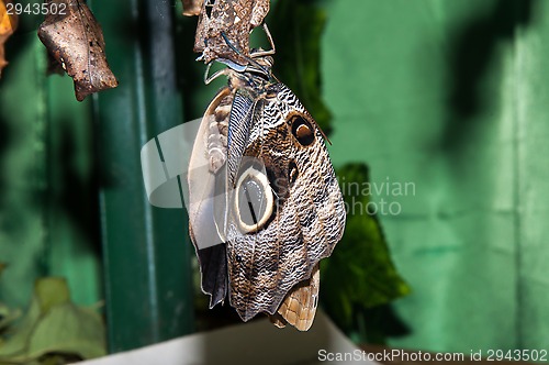 Image of Transformation of the chrysalis to Butterfly sailboat