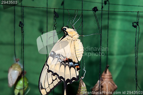 Image of Transformation of the chrysalis to Butterfly sailboat