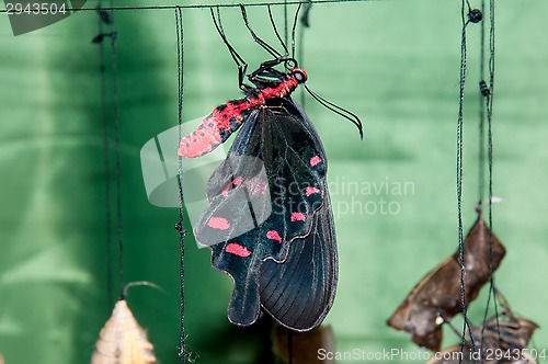 Image of Transformation of the chrysalis to Butterfly sailboat