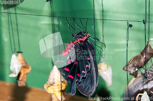 Image of Transformation of the chrysalis to Butterfly sailboat