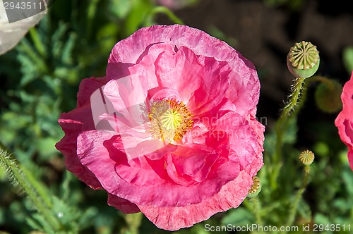 Image of Papaver or poppy flower