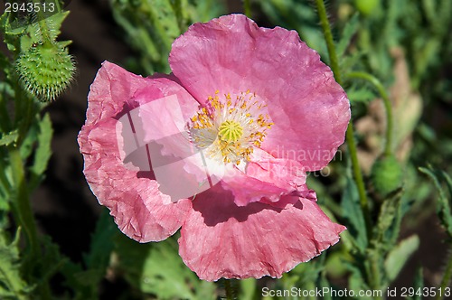 Image of Papaver or poppy flower