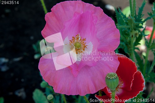 Image of Papaver or poppy flower