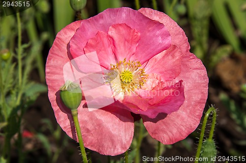 Image of Papaver or poppy flower