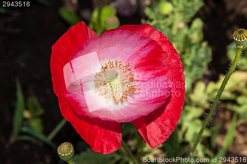 Image of Papaver or poppy flower