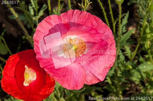 Image of Papaver or poppy flower