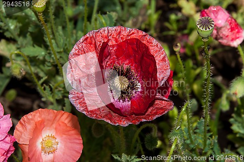 Image of Papaver or poppy flower