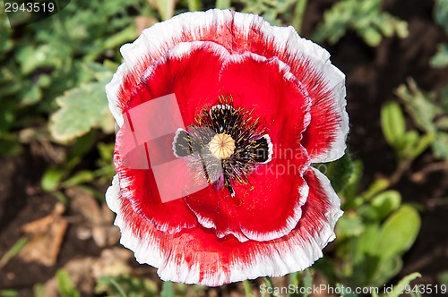 Image of Papaver or poppy flower