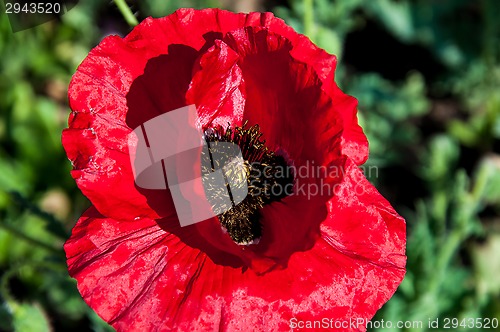 Image of Papaver or poppy flower