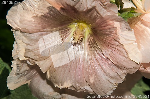 Image of Mallow flower of cream colour