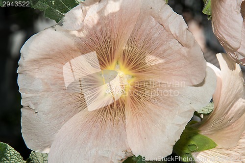 Image of Mallow flower of cream colour