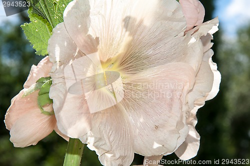 Image of Mallow flower of cream colour