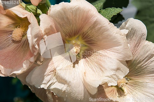 Image of Mallow flower of cream colour