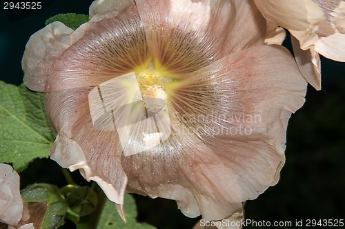 Image of Mallow flower of cream colour