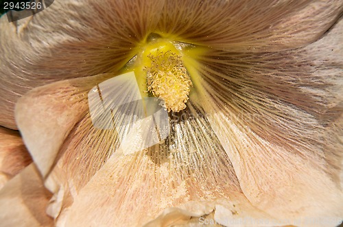 Image of Mallow flower of cream colour