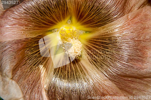 Image of Mallow flower of cream colour