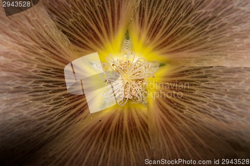 Image of Mallow flower of cream colour