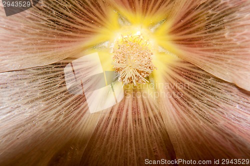 Image of Mallow flower of cream colour