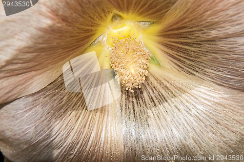 Image of Mallow flower of cream colour